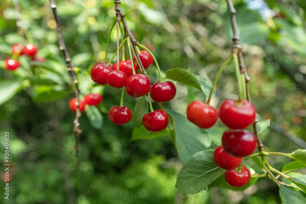 Bunch of fresh ripe and tasty red cherries on tree branch with green leaves for harvest in fruit garden Bunch of fresh ripe and tasty red cherries on tree branch with green leaves for harvest in fruit garden