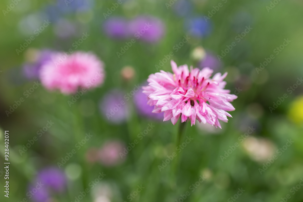 Obraz premium Centaurea cyanus colorful flowers in a n ornamental garden