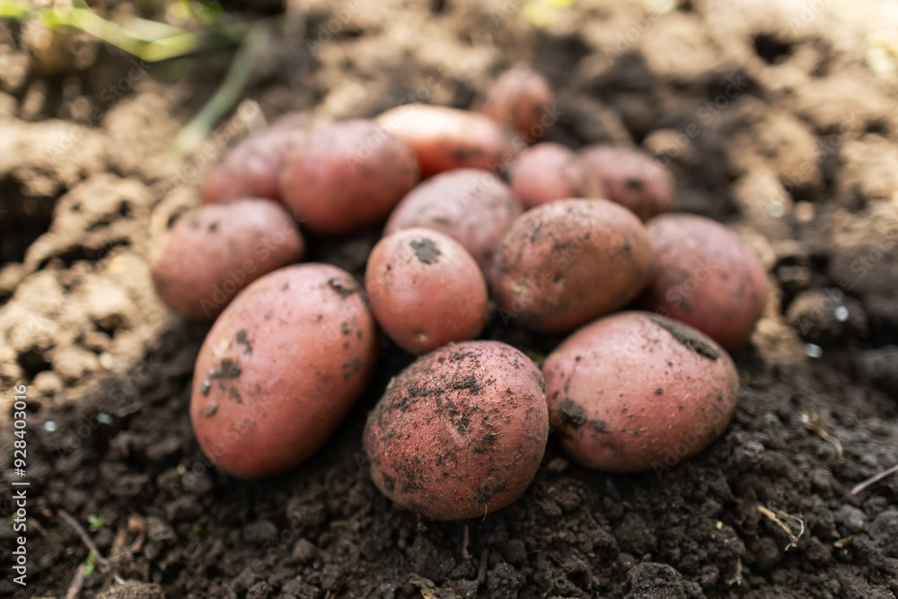 Pile of ripe potatoes on ground in field Pile of ripe potatoes on ground in field