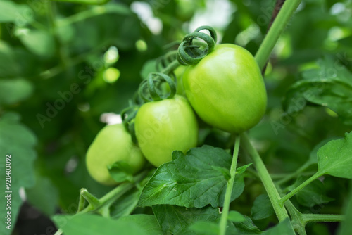 A green tomato on a bush with a small green beetle. A green tomato ripens on a green bite.