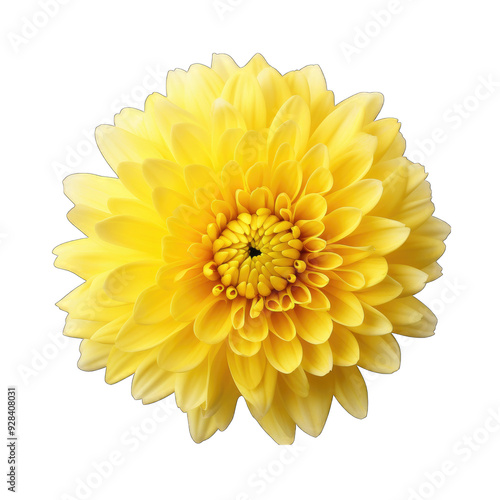 calendula png isolated on transparent background