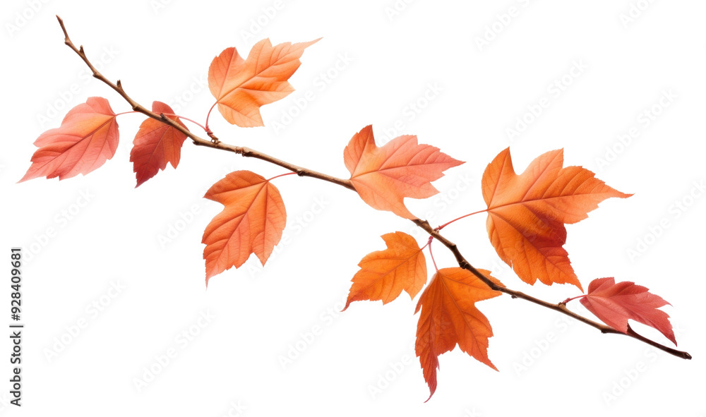 PNG Autumn leaves branch isolated white PNG Autumn leaves branch isolated white