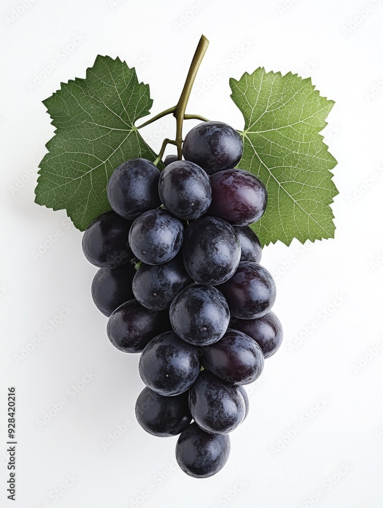 Fototapeta premium Black Grapes with Green Leaves