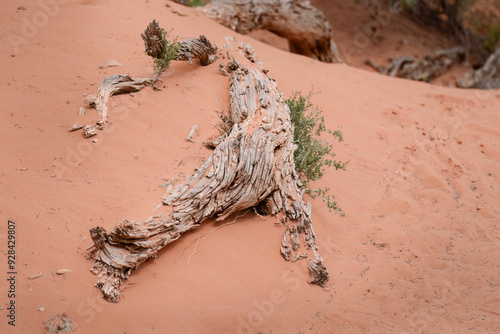 Принти на полотні Driftwoods buried in the red sand in Arches National Park