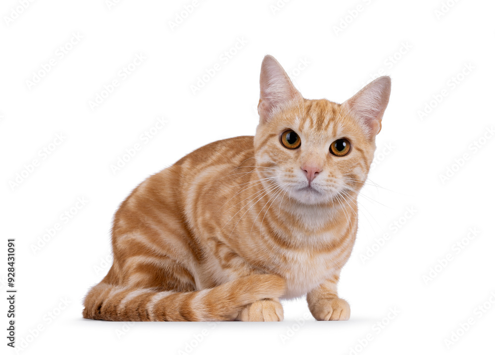 Handsome purebred European Shorthair cat, laying down side ways. Lookingstraight to camera. Isolated on a white background. Handsome purebred European Shorthair cat, laying down side ways. Lookingstraight to camera. Isolated on a white background.