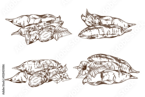 Sweet potatoes in monochrome style. Vector realistic collection.