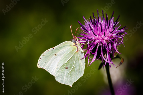 Butterfly on the flower