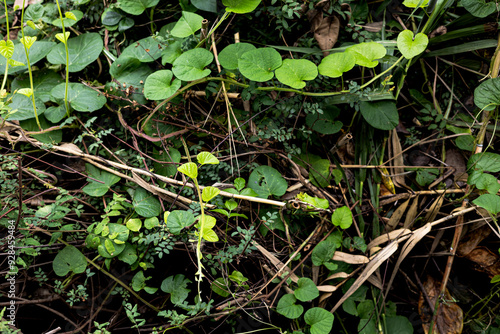 Weeds Are Growing In The Garden After The Rain. photo