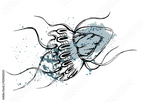 Jellyfish medusa splash Marine life, ocean underwater creature animal, Ink and pen sketch hand drawn. Single object illustration, stylized, isolated on white. Zoo shop, aquarium, cosmetics, resort