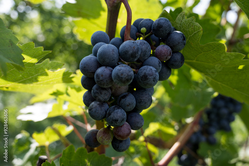 rich fruit harvest in the Wachau Austria