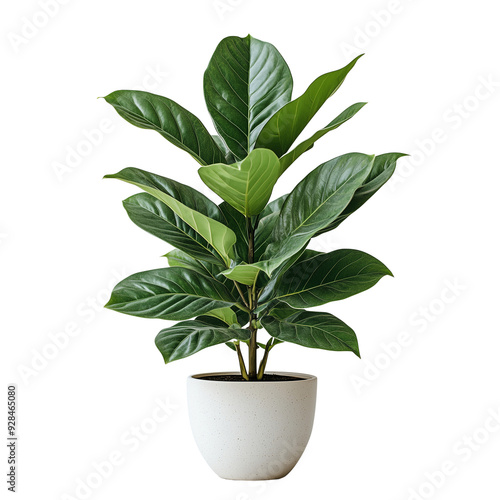 Ficus Lyrata or Fiddle leaf fig grown in a white pot, modern indoor plant isolated on a transparent background.