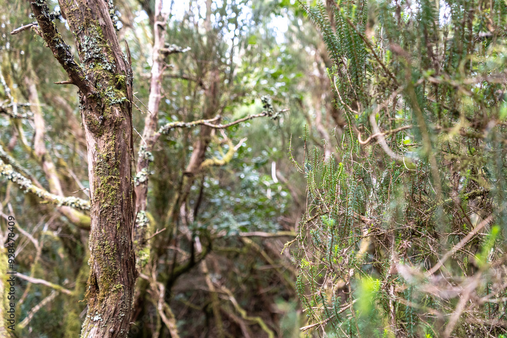 Laurel Park rural de Anaga, Tenerife lush greenery, walking paths, recreational area, local flora public park Laurel Park rural de Anaga, Tenerife lush greenery, walking paths, recreational area, local flora public park