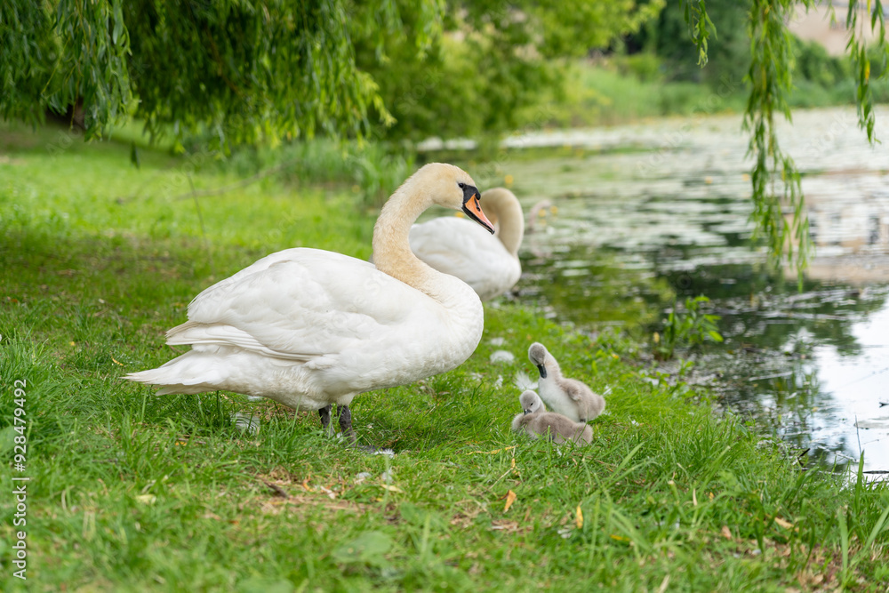 Swan family cleaning feathers, baby cygnets lakeside, adult and small swans on grassy bank Swan family cleaning feathers, baby cygnets lakeside, adult and small swans on grassy bank