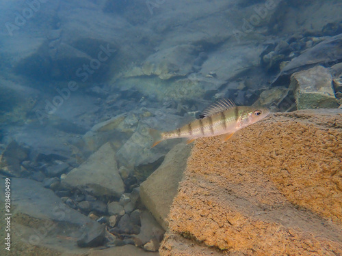 Small Fish in a lake in Switzerland photo