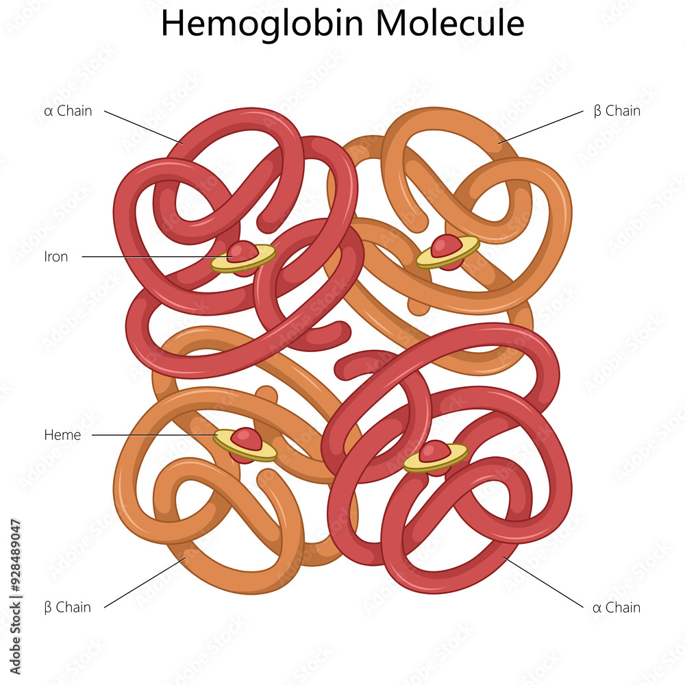 hemoglobin molecule highlighting the alpha and beta chains, iron atoms, and heme groups in the structure diagram hand drawn schematic raster illustration. Medical science educational illustration hemoglobin molecule highlighting the alpha and beta chains, iron atoms, and heme groups in the structure diagram hand drawn schematic raster illustration. Medical science educational illustration