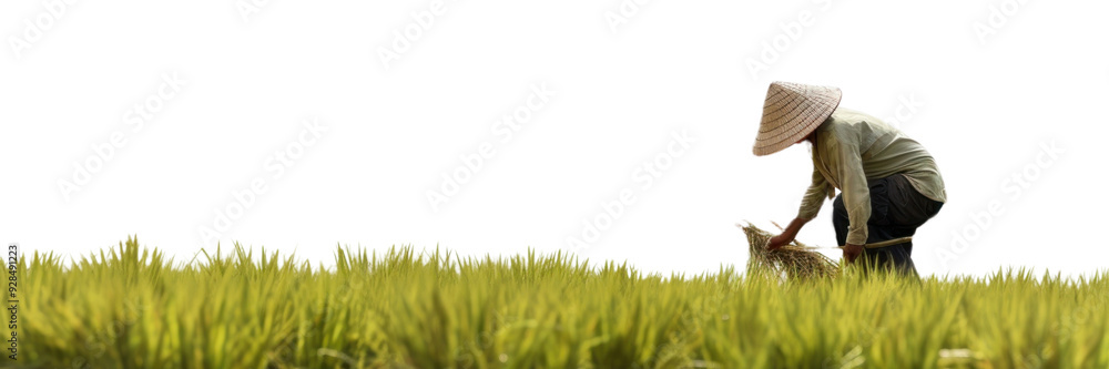 PNG Agriculture rice field agriculture farm outdoors. PNG Agriculture rice field agriculture farm outdoors.