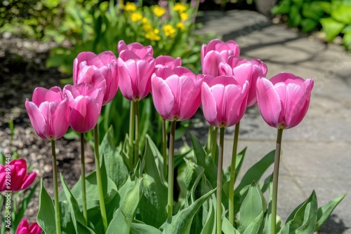 Vibrant pink tulips blooming in spring garden