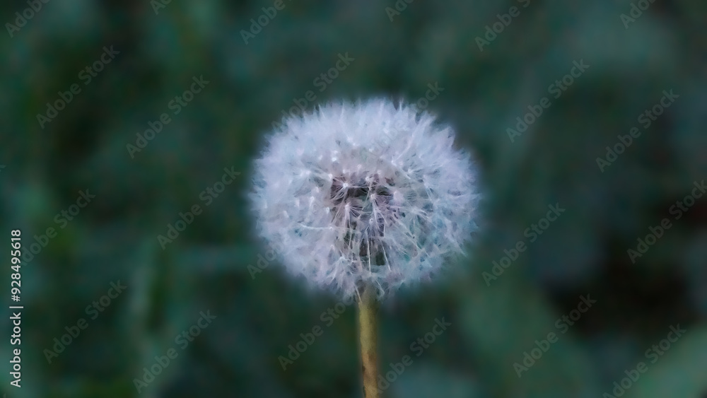 Obraz premium dandelion