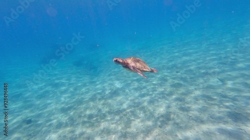 Green sea turtle above coral reef in tropical ocean. Close up of turtle slowly swimming