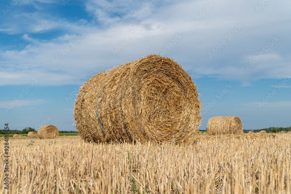 Strapped hay compressed in the cylindrical bale in a field. Strapped hay compressed in the cylindrical bale in a field.