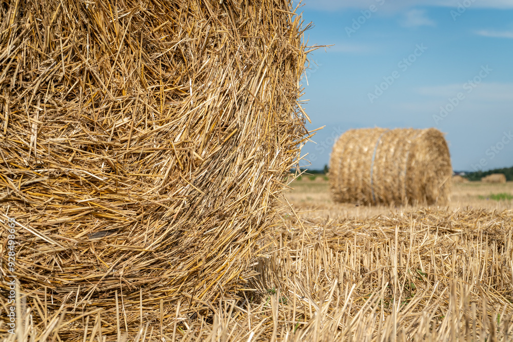 Close up of a strapped hay compressed in the cylindrical bale in a field. Close up of a strapped hay compressed in the cylindrical bale in a field.