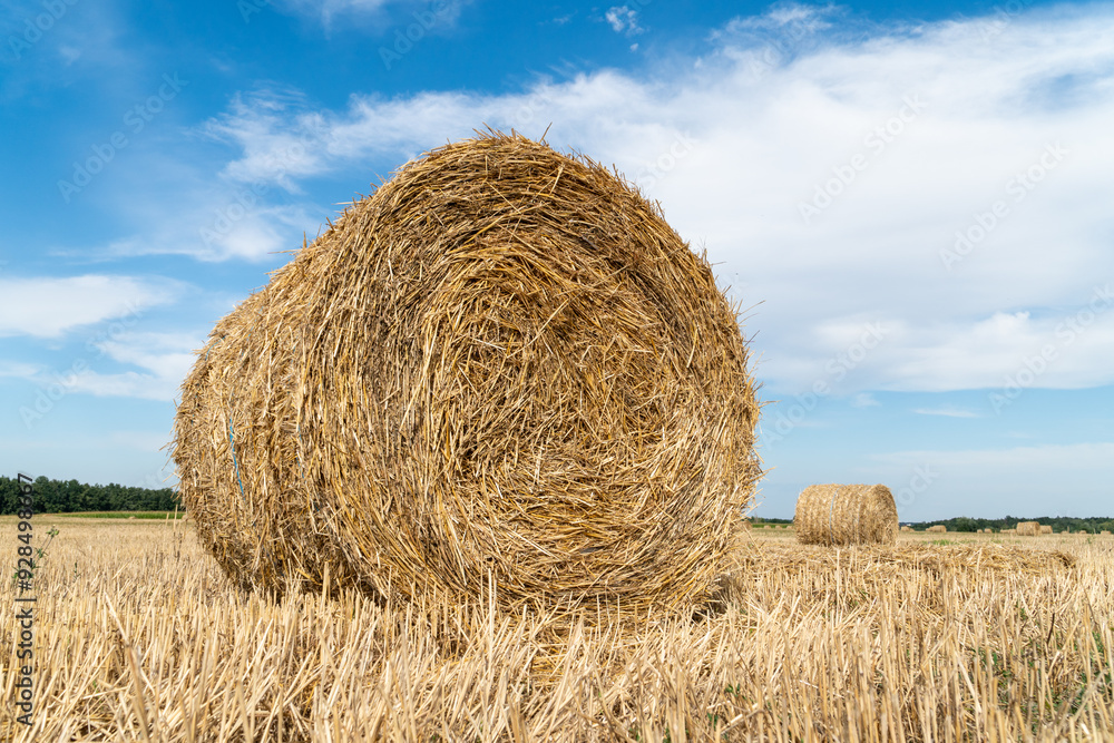 Close up of a strapped hay compressed in the cylindrical bale in a field. Close up of a strapped hay compressed in the cylindrical bale in a field.