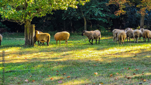 Billede på lærred heard of sheep