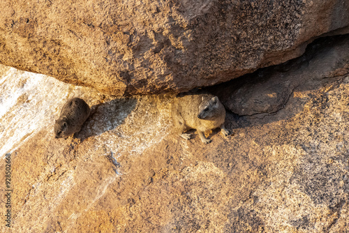 The Hyrax, or Dassie -Procavia capensis- is the evolutionary nearest relative of the elephant. Seen here climbing on the rocks near Spitzkoppe, Namibia.