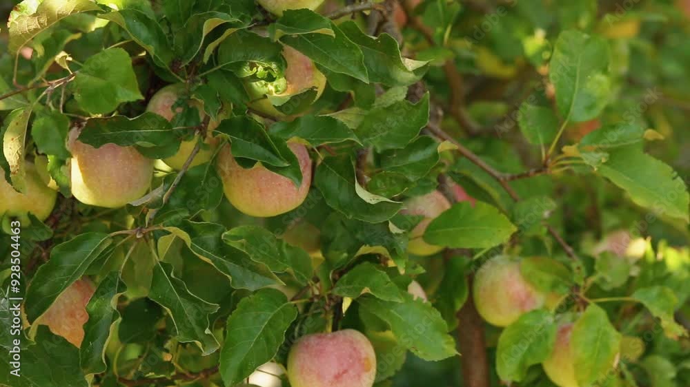 Bright and juicy summer apples. Cultivation of apples and apple farming. Hanging on a tree apples. Unpicked apples. Bright and juicy summer apples. Cultivation of apples and apple farming. Hanging on a tree apples. Unpicked apples.