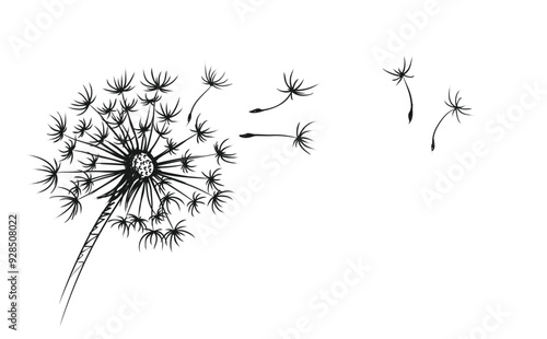 The sketch of field dandelion with flying seeds.
