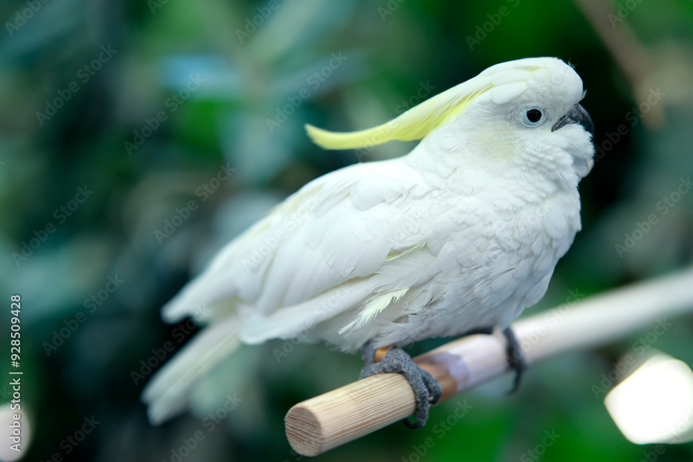 White parrot standing on a stick at a bird show White parrot standing on a stick at a bird show