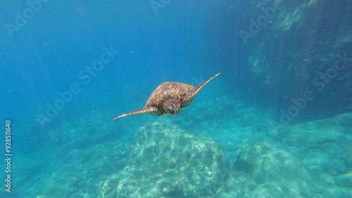 Green sea turtle above coral reef in tropical ocean. Close up of turtle slowly swimming