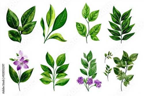 Oil painting elements - wildflowers, herbs, leaves. Flat hand-drawn illustration isolated on white background.