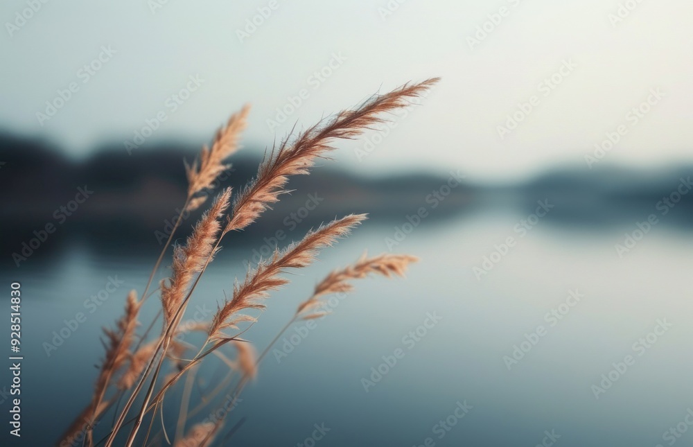 Fototapeta premium Tall grass beside water