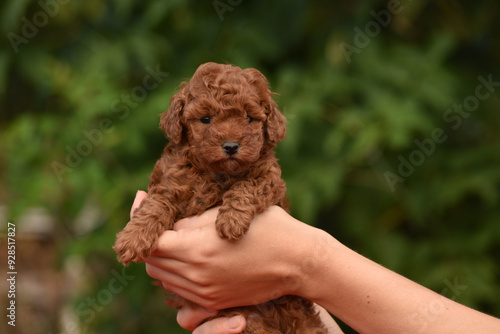 Small red brown toy poodle puppy. Spring background in a green garden.