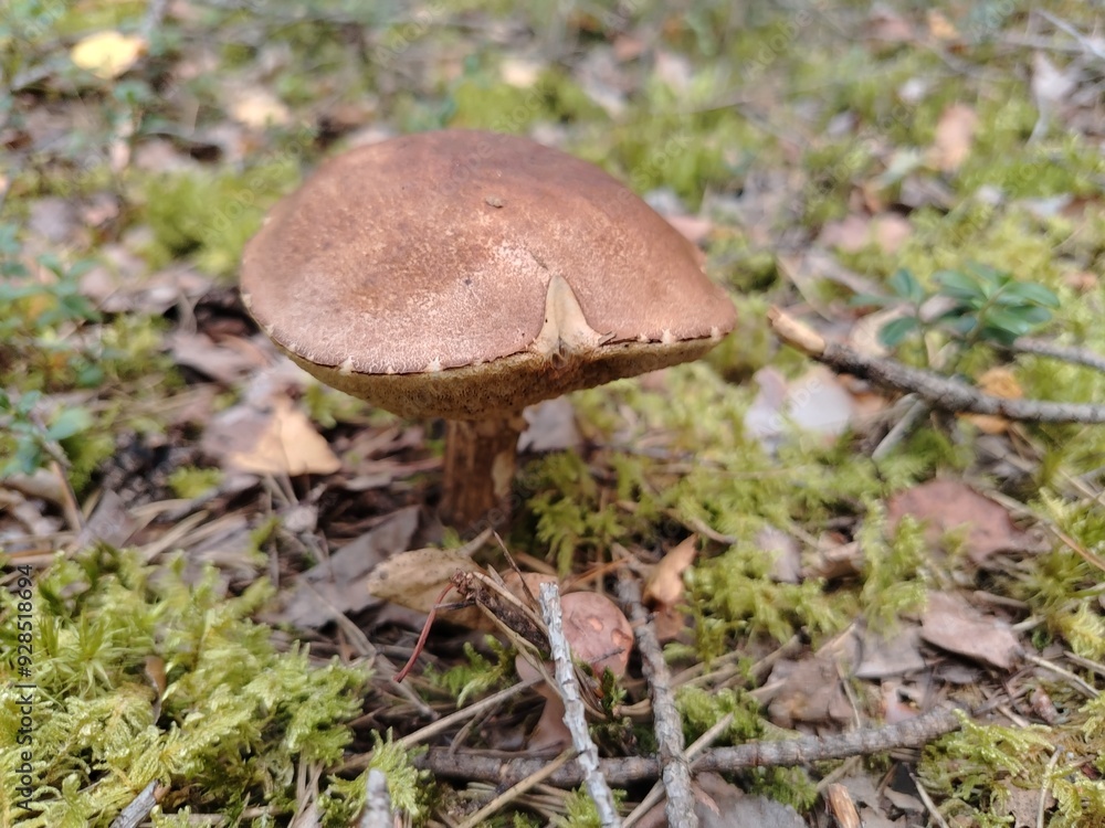 Boletus Scaber (Leccinum Scabrum) Under The Birch in the wood