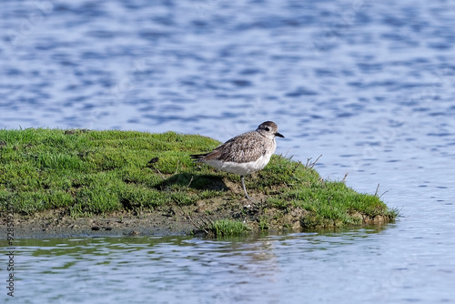 Pluvier argenté - Pluvialis squatarola photo