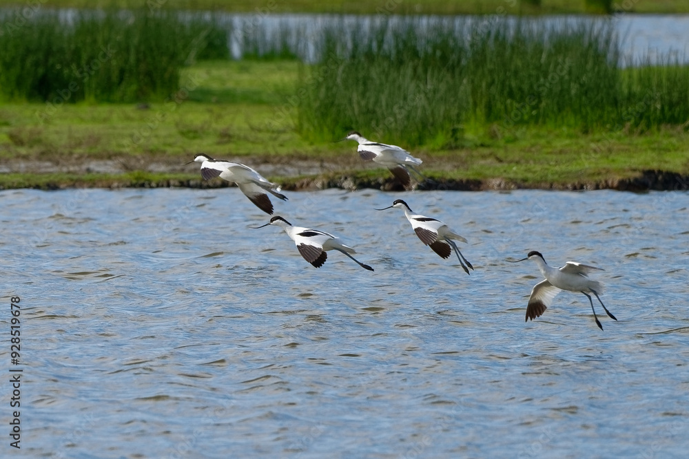 Avocette élégante - Recurvirostra avosetta - Recurvirostridae - Recurvirostra - Limicole Avocette élégante - Recurvirostra avosetta - Recurvirostridae - Recurvirostra - Limicole