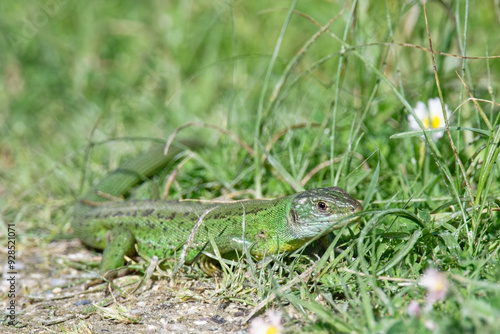 Lézard vert - Lacerta bilineata - sauriens -Lacertidae occidental - Lézard à deux bandes - Lézard à deux raies
 photo