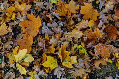 Colourful leaves