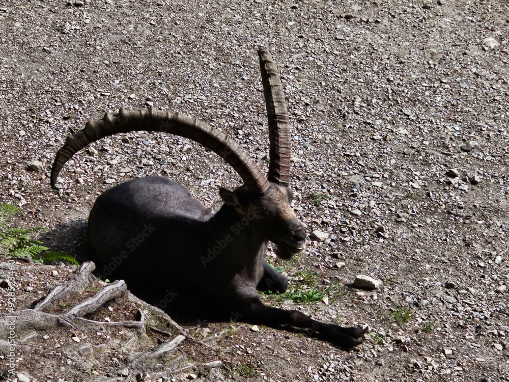 Steinbock Portrait