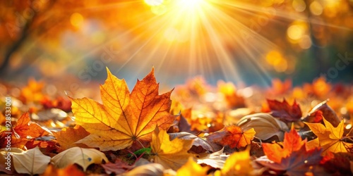 Autumn leaves glowing in the sun, perfect for sunbathing and relaxation