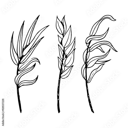 Outline myrtle and willow branches black and white vector Illustration set. Elegant twigs ink sketch and symbolic plants for Jewish Sukkot holiday species