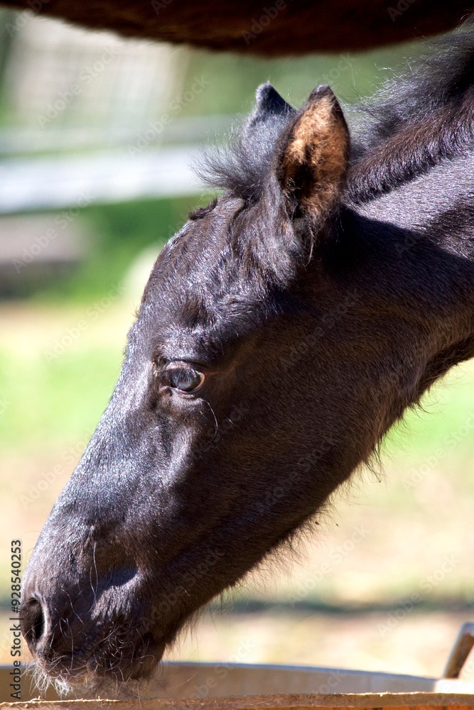 Fototapeta premium baby