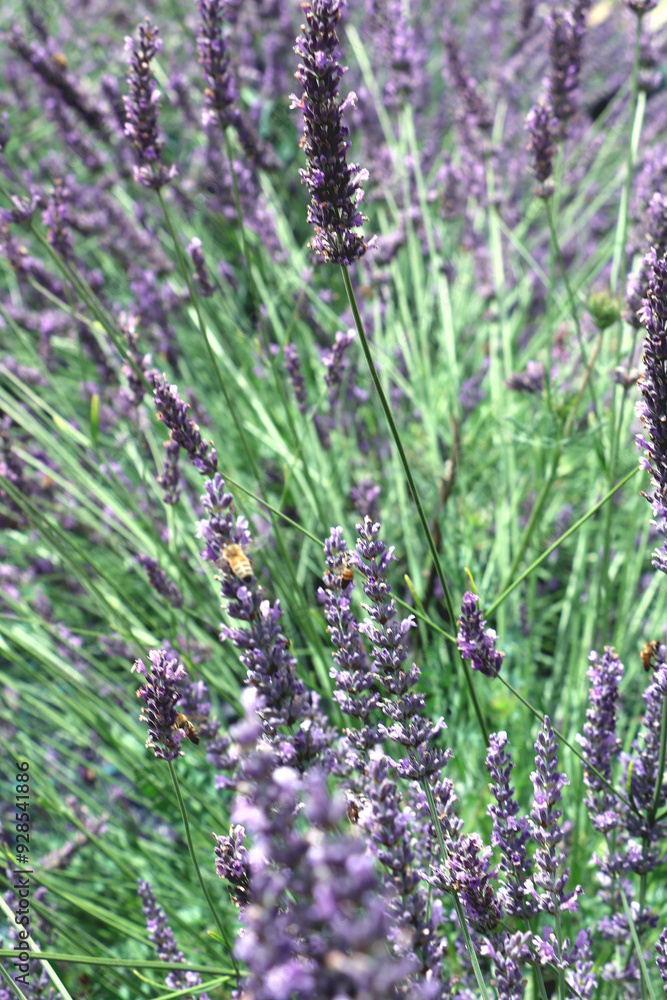 Obraz premium Lavender field