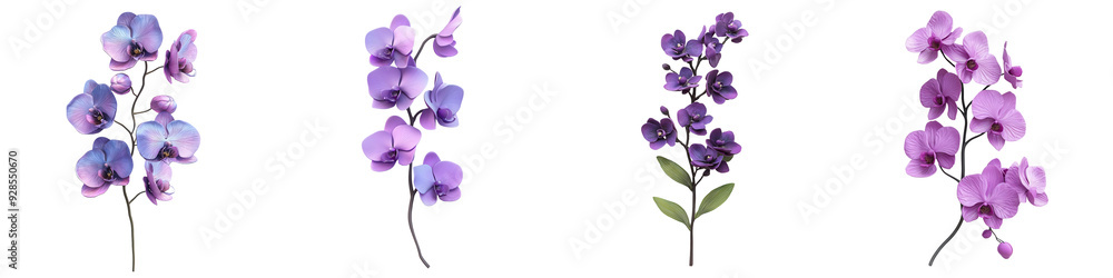 A beautiful collection of purple flowers, showcasing delicate petals and vibrant hues, perfect for backgrounds and designs. isolated on a transparent background A beautiful collection of purple flowers, showcasing delicate petals and vibrant hues, perfect for backgrounds and designs. isolated on a transparent background