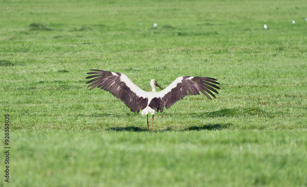 Fototapeta premium stork preparing to take off from green field