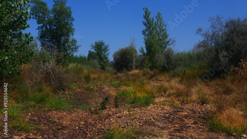 Reconstruction d'une bosquée ou fôret, plantation et naissance de nouveaux arbres, alignés, dans une terre retourné, déssechément d'un ruisseau d'eau, nature poussant un peu partout, désertique, chaud photo