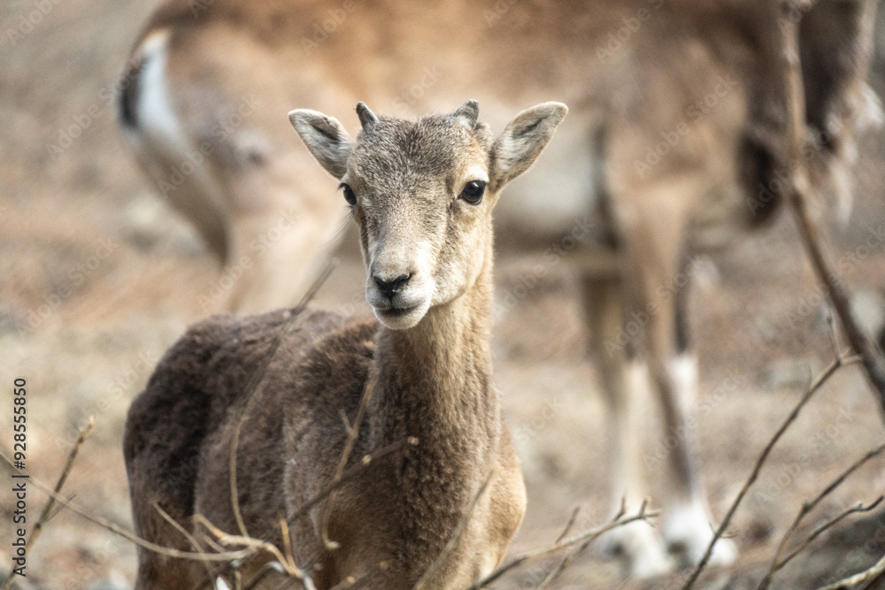 Animal portrait of wild Cyprus mouflon in natural habitat. Troodos mountains, Cyprus Animal portrait of wild Cyprus mouflon in natural habitat. Troodos mountains, Cyprus