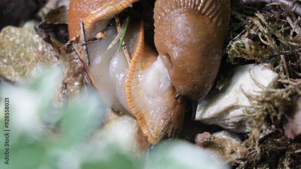 two Spanish slugs mating in the grass two Spanish slugs mating in the grass
